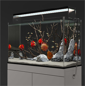 Aquarium discus fish